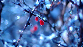 Berries rain water droplets macro - impressionism free wallpaper