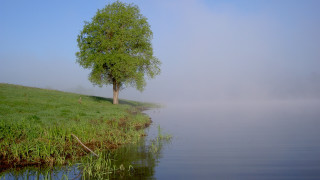 Tree hill water fog foreground - a tree in the foreground free wallpaper