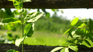 Plant log fence garden green - in a field of grass and trees free wallpaper