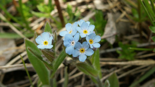 Blue flower macro photograph bokeh - a green plant free wallpaper