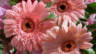 Pink flower green leaves red 2 - pink flower free wallpaper