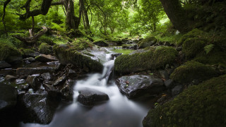 Lush green forest stream rocks - the rock free wallpaper