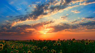 Sunflower field sunset clouds mountain - beautiful free wallpaper for desktop