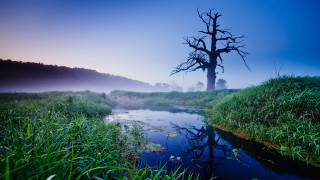 Tree field lake fog nature - alexander brook free wallpaper