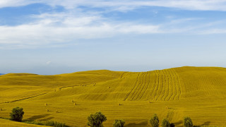 Yellow grass blue sky clouds - a blue sky in the background free wallpaper for desktop