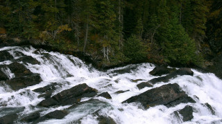 Man waterfall bear forest mountain - a bear free wallpaper
