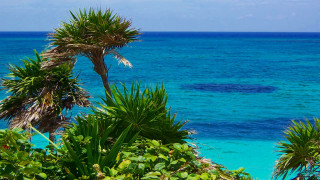 Ocean hilltop palm trees boat 3 - the foreground and a boat in the distance free wallpaper
