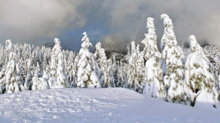 Snowy landscape trees clouds blue - domirinic fegallia free wallpaper