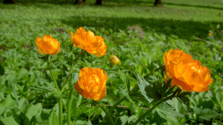 Orange flower green field trees - a green field free wallpaper