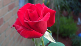 Red rose blooming vase brick - a brick building free wallpaper