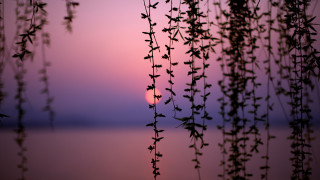 Sunset leaves water forest bamboo - a sunset free wallpaper