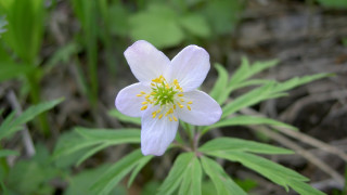 White flower yellow stamens forest - a forest setting free wallpaper