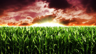 Grass sun clouds autumn bamboo - a bright sun in the background free wallpaper