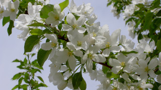 White flower tree branch green - naturalism free wallpaper
