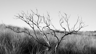 Bare tree grassland mountains sky - a sky background in the background free wallpaper