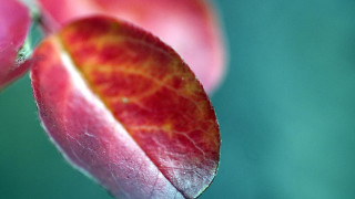 Red yellow flower green blurry - a green background and a blurry background behind free wallpaper