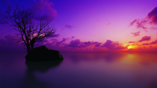 Mystical tree rock water sunset - a purple sky free wallpaper