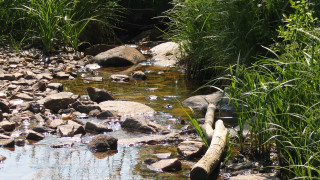 Lush forest stream rocks bamboo - river free wallpaper