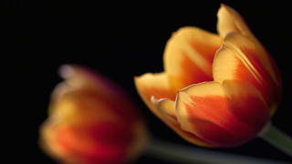 Flowers orange macro blurry depth - two flower free wallpaper