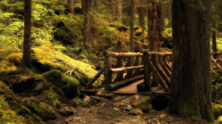 Wooden bridge forest mossy trees 3 - the ground and a path free wallpaper