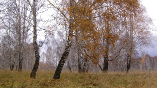Autumn fall trees leaves forest - the tree and grass free wallpaper
