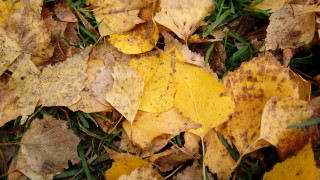 Yellow leaves autumn puzzle nature - brown free wallpaper