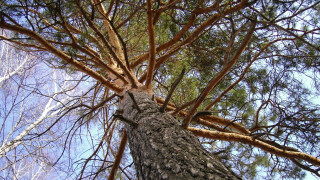 Tall bare branching tree sky - branch free wallpaper
