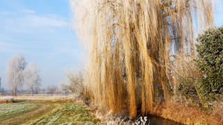 Tree branches field stream background - thin free wallpaper
