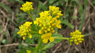 Yellow flower closeup bokeh garden - dead free wallpaper