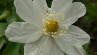 White flower yellow stamens green 2 - petal free wallpaper