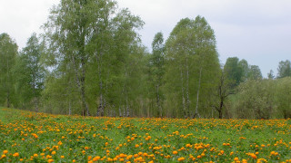 Flower field autumn sky trees - the background and a sky background free wallpaper