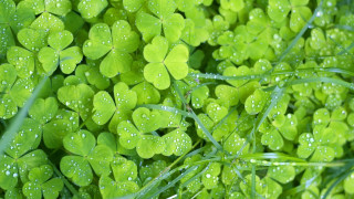 Green clovers water droplets macro 2 - a close up of a bunch free wallpaper