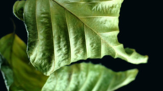 Green leaf macro photorealism foliage - fine foliage lace free wallpaper