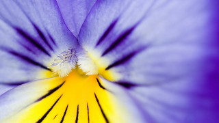 Purple flower yellow center macro 3 - a purple flower free wallpaper