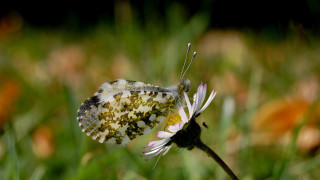 Butterfly flower field bokeh macro - a blurry background free wallpaper for desktop