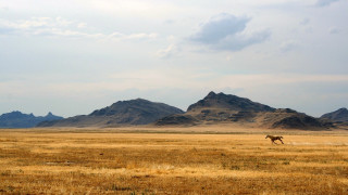 Horse field mountains cloudy desert 2 - amir zand free wallpaper