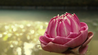 Pink flower blurry pond bubbles 2 - deep depth of field free wallpaper
