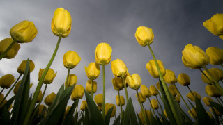 Yellow flower field precisionism macro - a few green stem free wallpaper