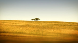 Lone tree field grass sunny - chris labrooy free wallpaper