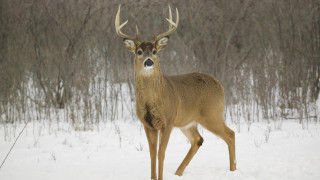 Deer snowy forest antlers digital - leesha hannigan free wallpaper for desktop