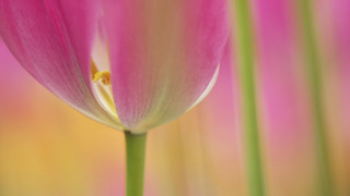 Pink flower macro closeup blurry - a pink flower free wallpaper for desktop