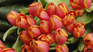 Orange flowers green leaves red - orange flower free wallpaper