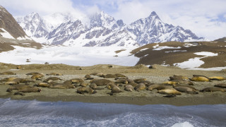 Sea lions sand mountains snow - near free wallpaper for desktop