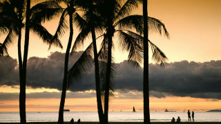 Beach palm trees sunset boat 2 - the distance free wallpaper