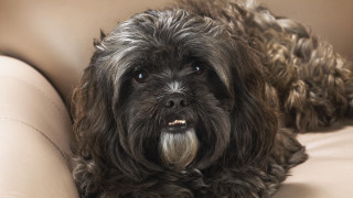 Dog on couch head arm - its head on free wallpaper