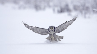 Snowy owl flying low wings - low free wallpaper