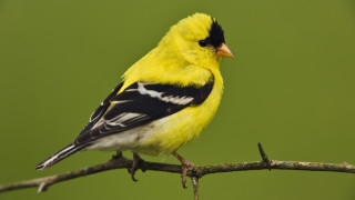 Yellow bird branch green background - a branch free wallpaper