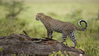 Leopard logs grass trees blurry - in a field of grass and trees free wallpaper