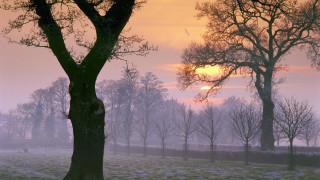 Snowy forest sunset bird branches - free winter wallpaper