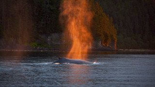 Large animal lake forest fire - a photo free wallpaper